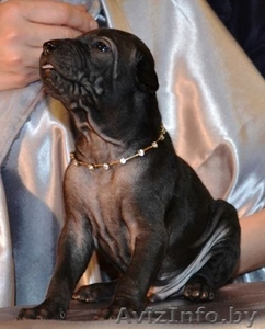 Продам щенков Тайского Риджбека #1027133