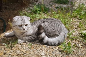 Шотландский вислоухий кот  окраса Вискас приглашает подругу в гости. #1027433