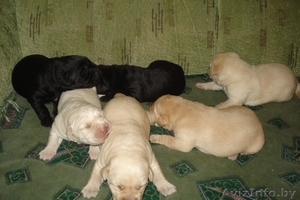 Лабрадор-ретривер щенки #1018891