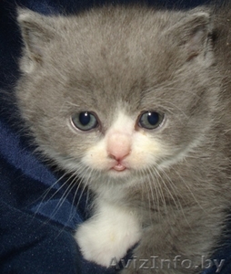 Оформление родословных #1024677