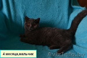 Британские котятики, продажа #1024492