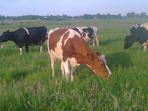 Творог,  молоко,  сметана,  масло, сыр #1022648