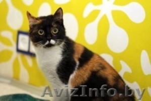 ГЕРМИОНА - красавица в сочных тонах #1027617