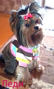 Продажа щенков йоркширского терьера! #1030809