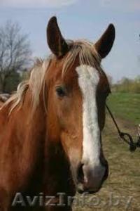 Продам лошадь(жеребец) #1015903
