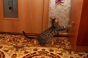 бенгальские котята- Ваши маленькие леопардики #1029794