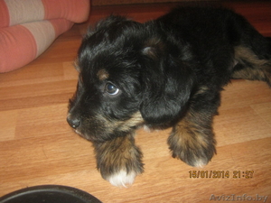 щенки в хорошие руки маленькие #1024575