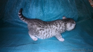 британские короткошерстные котята окраса 