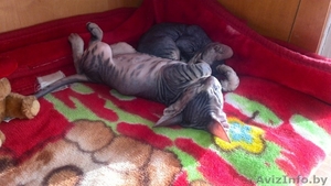 Миленькие, маленькие котята Донского сфинкса #1026155