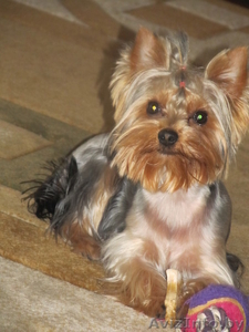 Продам щенков йорки #1015177