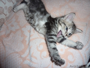 Игривый котенок Макс ищет заботливых хозяев #1017820