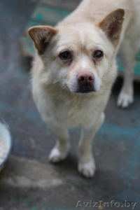 Щенок,  мальчик в дар в хорошие руки #1023439