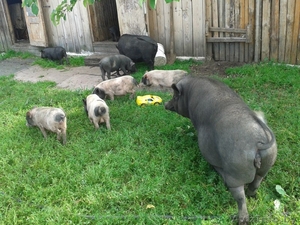 продажа вьетнамских поросят,  акция #1020517