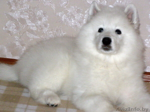 Продаю щенка самоеда (самоедской собаки) #994589