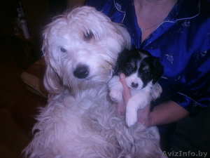 Щенок - девочка ищет дом! #1028191