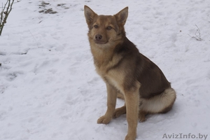 Рыжевато-шоколадная красавица лисичка - метис бордер-колли в добрые руки бесплат #1029802