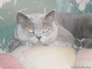 породистый британчик #1022940