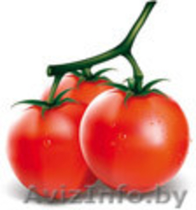 Теплицы из сотового поликарбоната способны оказать огороднику неоценимую помощь  #1025074