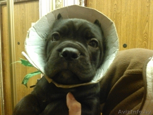 Шикарные тигровые щенки кане корсл #1019415