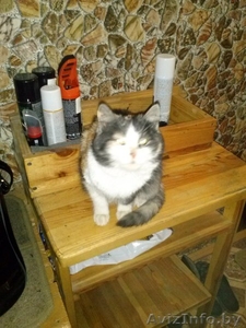 Отдам в хорошие руки! #1015043