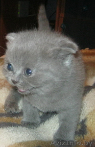 шотландские малыши #1014844