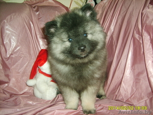 щенки кеесхонда(вольфшпиц) #1035996