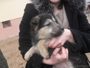 Юный охранник в дар #1046415