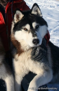 куплю родословную или щенячку для  хаски  #1040681