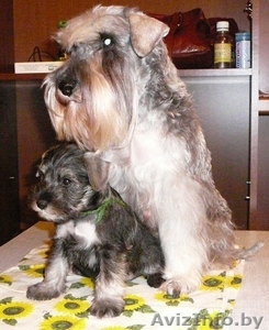 Щенки цвергшнауцера (перец с солью) #1044818