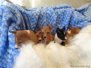 Продаются щенки БАСЕНДЖИ #1036020