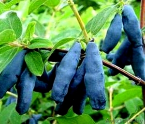 Жимолость садовая,  Ирга канадская #1031219