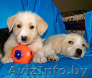 Чудные щеночки в дар #1044266