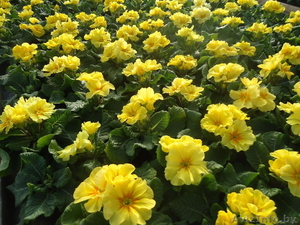 Примула к 14 февраля и 8 марта #1033805