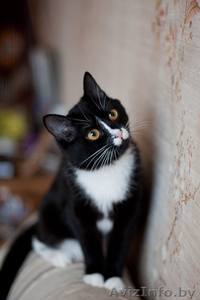 Капочка - розовый нос в добрые руки #1042309