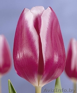 Тюльпаны оптом Беларусь #1041824