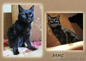 ОСОБЕННАЯ ЭЛИС ОЧЕНЬ ХОЧЕТ НАЙТИ СВОЙ ДОМ #1039759