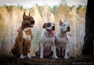 Американского Стаффордширского Терьера Девочки  #1046911