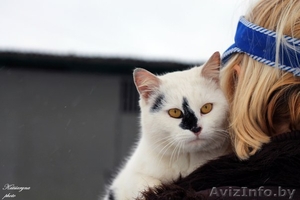 кошка и коты в дар #1039918