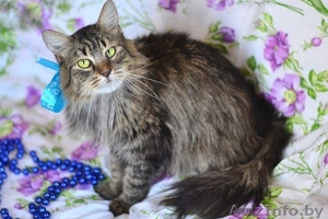 Шикарный молодой кот Феликс вдар!(кастрирован) #1044543