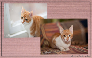 арина в добрые руки #1039540