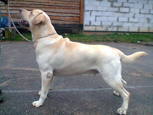 Предлагаю для вязки #1045846