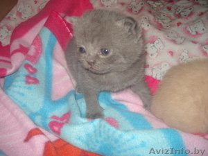 Британские короткошерстные котята-медвежата. #1042406