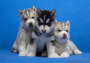 Щенки Сибирский Хаски #1044527