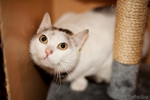 Марси-ласковая котейка ищет дом! #1039278