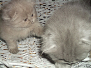 плюшевые медвежата шотландская вислоухая #1036182