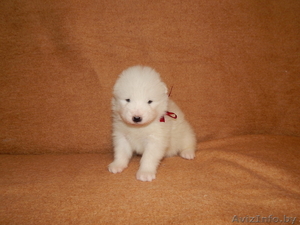 Щеночки Самоеда  #1038387