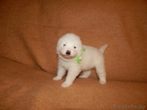 Замечательные детки Самоеда  #1038388