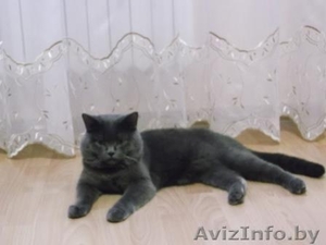 Шикарный шотландский (Скоттиш-Страйт) ищет невесту! #1037563