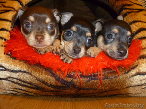 ПРОДАЮ ЩЕНКОВ ТОЙ ТЕРЬЕРА #1031405