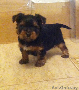 Срочно продаются щенки йоркширского терьера #1038360